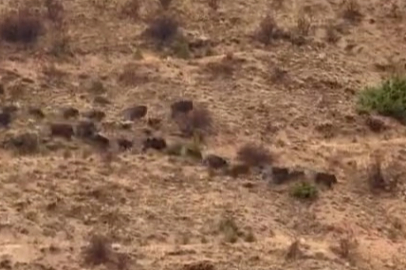 Elazığ’da Yaban Domuzları Ortaya Çıktı