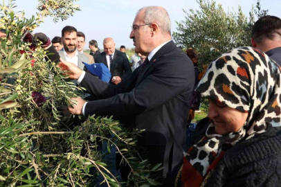 Çanakkale’de zeytin hasadı