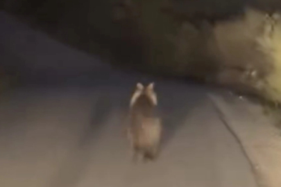 Köy yolunda akıllara gelmeyecek kaza!