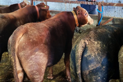 Büyükbaş Hayvanlarda Şap Aşılaması ve Sağlık Kontrolü