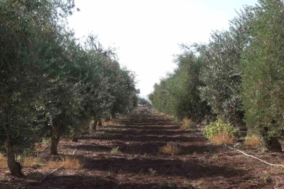 İdil’de don, zeytin üretimini vurdu