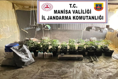 Kenevir yetiştiren şüpheliye operasyon