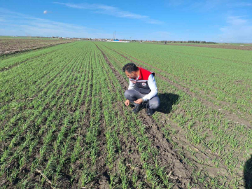 Hububat tarlalarında ’ekin kambur böceği’ tehlikesi