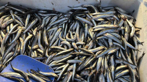 Palamut Gürcistan’a kaçınca tezgahlar hamsiyle doldu