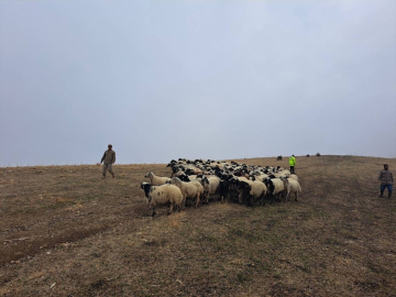 Jandarma arazide kaybolan küçükbaş hayvanları bularak sahibine teslim etti