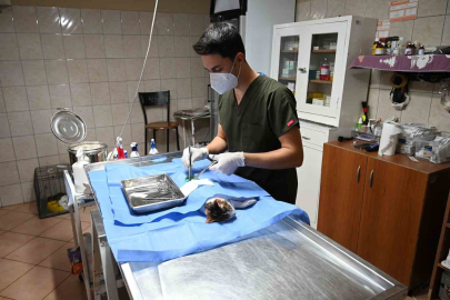 227 sokak hayvanı kısırlaştırıldı