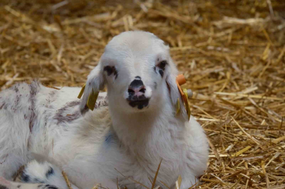 Koyunlara suni tohumlama geliyor