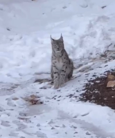 Şiran’da yerleşim alanında vaşak görüntülendi