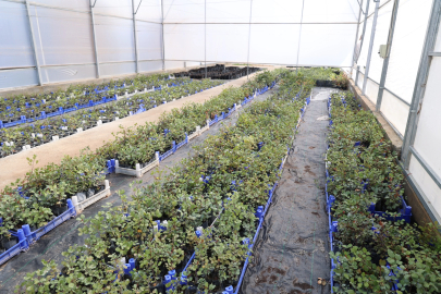 Antalya'da keçiboynuzu üreticisine fidan desteği